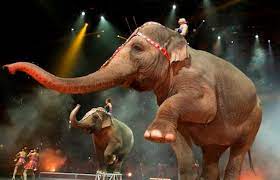 elefantes haciendo un show con personas en un circo