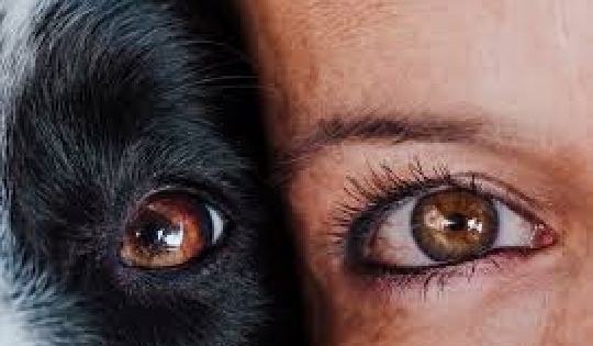 Mujer junto a perro, mostrando los ojos y si similitud